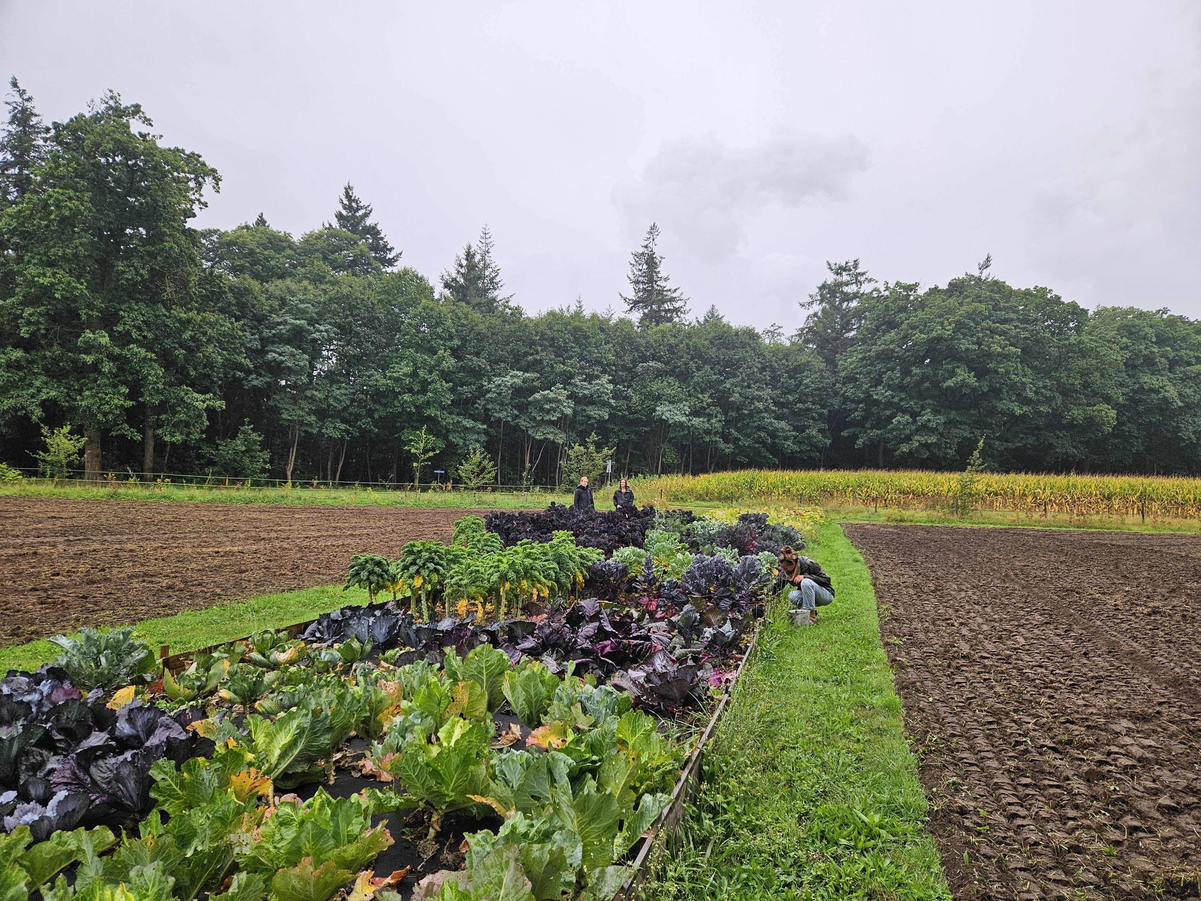 De tuinderij in volle productie