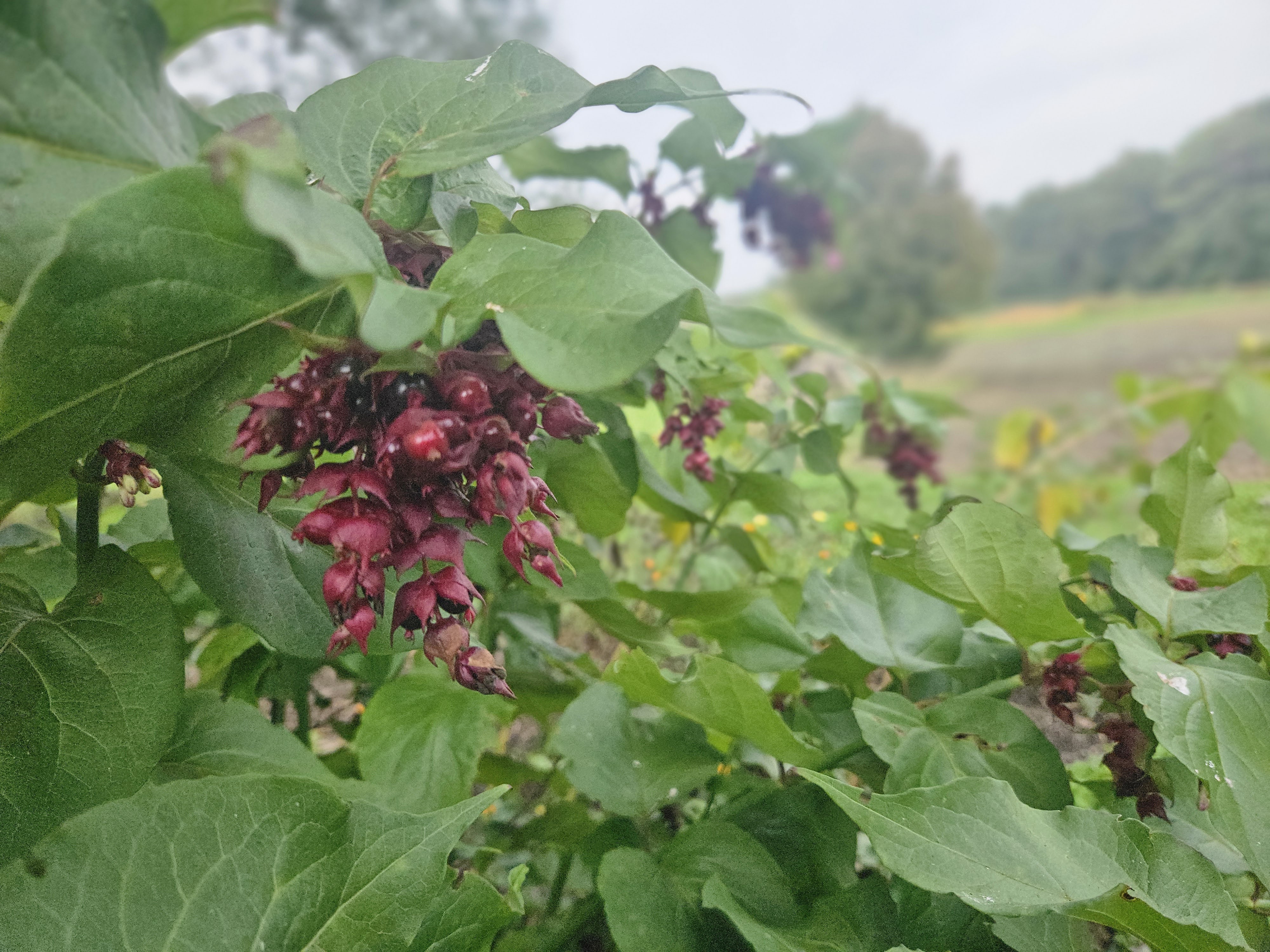 Het voedselbos van Mariënhoeve